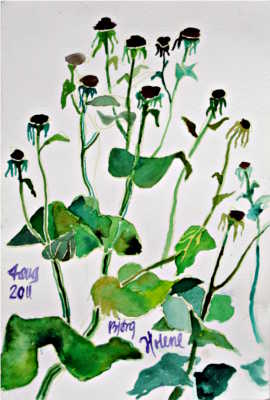 Plant - © Bjørg Holene