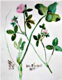 Plante - © Bjørg Holene
